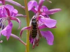 Dolichovespula alpicola 46794099 by Matt Muir. Used under a CC BY-SA 4.0 license.
