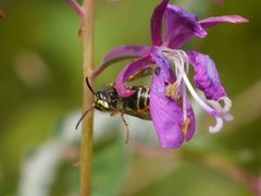 Dolichovespula alpicola 46794103 by Matt Muir. Used under a CC BY-SA 4.0 license.