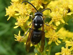 Dolichovespula arctica by iNaturalist user: raffib128. Used under a CC0 license.