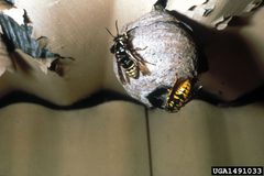 Dolichovespula arenaria with queen and queen of the parasite D. arctica by Elizabeth Bush, Virginia Polytechnic Institute and State University, Bugwood.org. Used under a CC BY 3.0 license.
