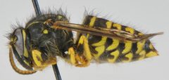 Dolichovespula arenaria by Matt Bowser, U.S. Fish and Wildlife Service. Used under a Public domain license.