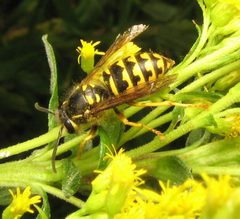 Dolichovespula arenaria. goldenrod by Beatriz Moisset. Used under a CC BY-SA 4.0 license.