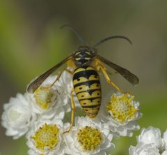 Dolichovespula arenaria P1290197a by 
xpda. Used under a CC BY-SA 4.0 license.