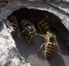 Dolichovespula arenaria P1300610a by 
xpda. Used under a CC BY-SA 4.0 license.