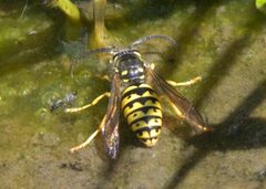 Dolichovespula arenaria P1520047a by 
xpda. Used under a CC BY-SA 4.0 license.
