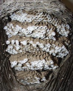Dolichovespula maculata open nest 2 by wikipedia. Used under a CC BY-SA 3.0 license.