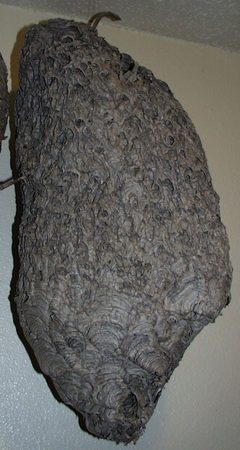 Dolichovespula maculata scalloped nest by wikipedia. Used under a CC BY-SA 3.0 license.