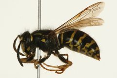 Dolichovespula norvegicoides 01 by CBG Photography Group, Centre for Biodiversity Genomics. Used under a CC0 license.