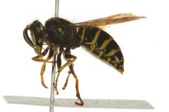 Dolichovespula norvegicoides 02 by CBG Photography Group, Centre for Biodiversity Genomics. Used under a CC0 license.