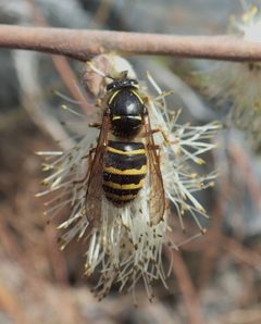 Dolichovespula norvegicoides 39640183 by Rob Foster. Used under a CC BY 4.0 license.