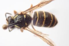 Dolichovespula norvegicoides 66923489 by Rob Foster. Used under a CC BY 4.0 license.