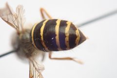 Dolichovespula norvegicoides 66923498 by Rob Foster. Used under a CC BY 4.0 license.