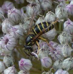 Dolichovespula norvegicoides 94263597 by gorehamster. Used under a CC BY 4.0 license.