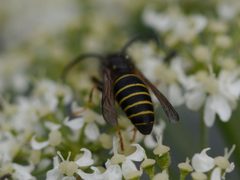 Dolichovespula norvegicoides 9536079 by Matt Muir. Used under a CC BY-SA 4.0 license.