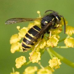 Vespula Acadica by Rick Avis. Used under a Attribution license.