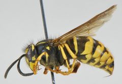 Vespula alascensis by Matt Bowser, U.S. Fish and Wildlife Service. Used under a Public domain license.