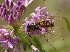 Prairie Yellowjacket by lostinfog. Used under a CC BY-SA 2.0 license.