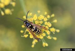 V atropilosa by Whitney Cranshaw. Used under a CC BY 3.0 license.