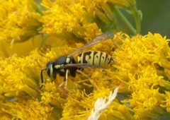 Vespula atropilosa P1510047a by 
xpda. Used under a CC BY-SA 4.0 license.