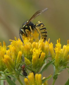 Vespula atropilosa P1510048a by 
xpda. Used under a CC BY-SA 4.0 license.