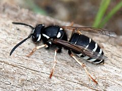Vespula consobrina by Jim Bell. Used under a CC BY-SA 4.0 license.