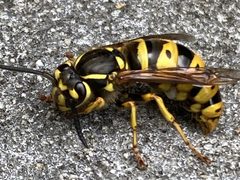 Vespula flavopilosa by Paul Terkelsen. Used under a CC0 license.