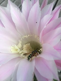 Echinopsis oxygona with Vespula germanica close-up by Gustamons. Used under a CC0 license.