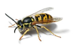 European wasp white bg by User:Fir0002. Used under a GFDL 1.2 license.