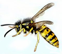 Vespula germanica-gb by Gilbertus d'après Bernie Vespula germanica 03.jpg. Used under a CC BY-SA 3.0 license.