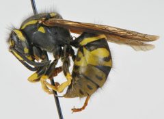 Vespula infernalis1 by Matt Bowser, U.S. Fish and Wildlife Service. Used under a Public domain license.