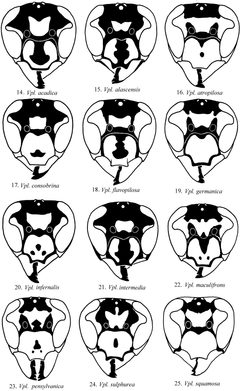 Vespula of North America faces by Lynn S. Kimsey and James M. Carpenter. Used under a CC BY 3.0 license.