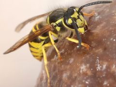 Vespula maculifrons-munchkin by Peterwchen. Used under a CC BY-SA 4.0 license.