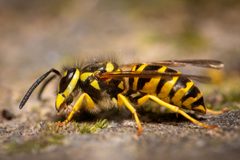 Vespula maculifrons 339919133 by Desislav Iliev. Used under a CC BY 4.0 license.