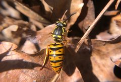 Vespula maculifrons 365344672 by jonsense. Used under a CC BY 4.0 license.