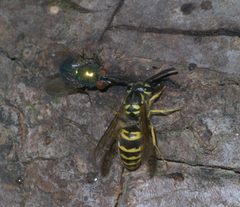 Vespula maculifrons P1260692a by 
xpda. Used under a CC BY-SA 4.0 license.