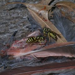 Vespula maculifrons P1280604a by 
xpda. Used under a CC BY-SA 4.0 license.