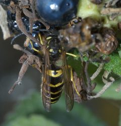 Vespula maculifrons P1350063a by 
xpda. Used under a CC BY-SA 4.0 license.