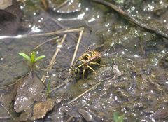 Vespula maculifrons P1370470a by 
xpda. Used under a CC BY-SA 4.0 license.
