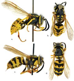 Vespula germanica and Vespula pensylvanica workers by Lynn S. Kimsey and James M. Carpenter. Used under a CC BY 3.0 license.