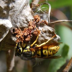 Vespula pensylvanica-Queen-2 by Eugene Zelenko. Used under a CC BY-SA 4.0 license.
