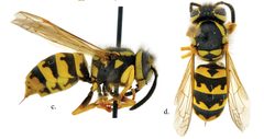 Vespula pensylvanica worker by Lynn S. Kimsey and James M. Carpenter. Used under a CC BY 3.0 license.