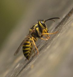 Vespula squamosa P1170056a by 
xpda. Used under a CC BY-SA 4.0 license.