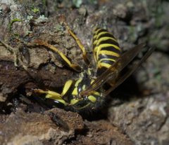 Vespula squamosa P1550031a by 
xpda. Used under a CC BY-SA 4.0 license.