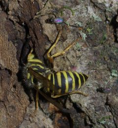 Vespula squamosa P1550032a by 
xpda. Used under a CC BY-SA 4.0 license.