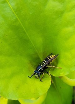 Vespula vidua 305307897 by jamie. Used under a CC BY 4.0 license.