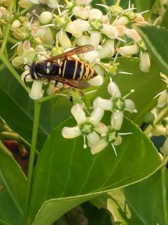 Vespula vidua 305976013 by Cecil Smith. Used under a CC BY 4.0 license.