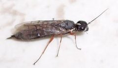 Xiphydria mellipes 1 by Dmodderman. Used under a Public domain license.