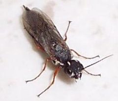 Xiphydria mellipes 2 by Dmodderman. Used under a Public domain license.