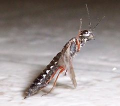 Xiphydria mellipes 3 by Dmodderman. Used under a Public domain license.