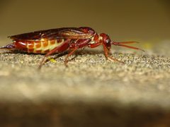 Macroxyela ferruginea mosbo6 by Natthager. Used under a CC BY-SA 4.0 license.